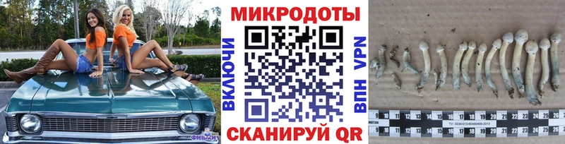 Псилоцибиновые грибы Psilocybine cubensis  Плёс 
